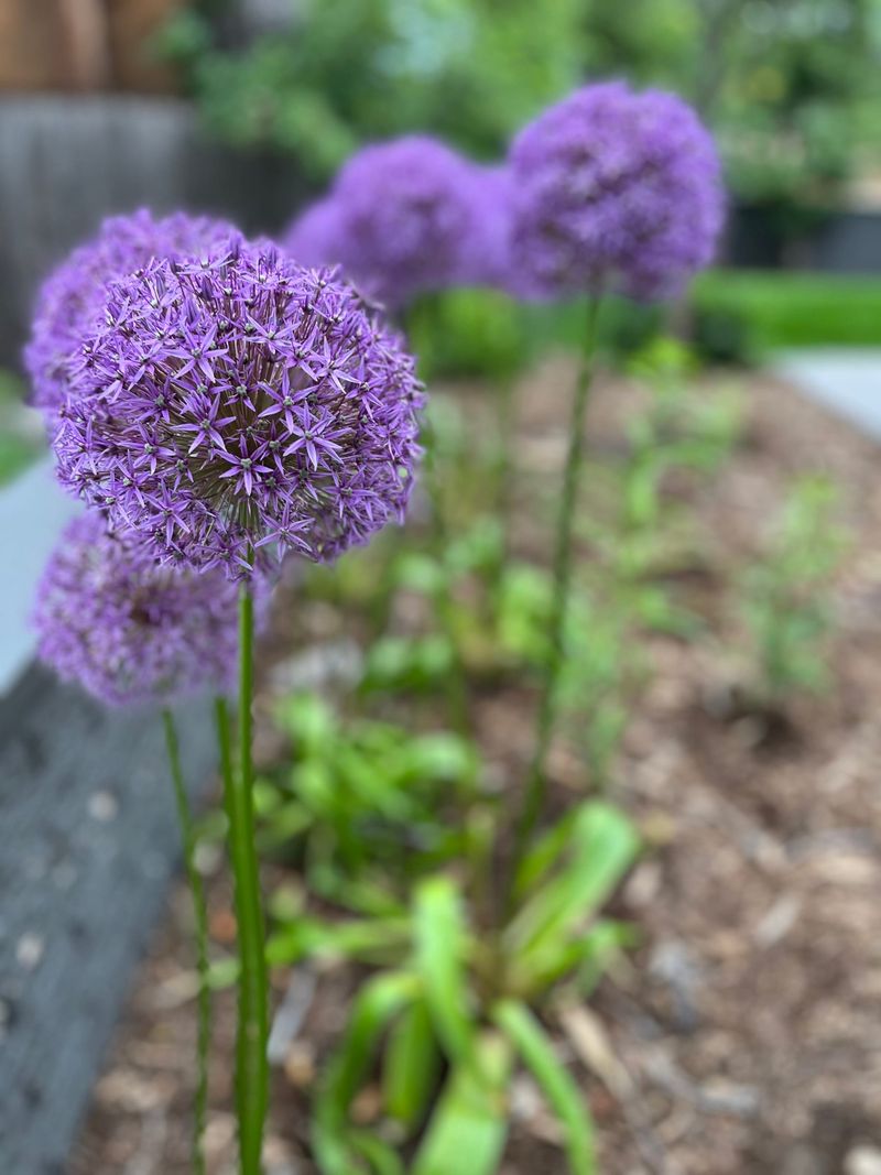 Close-up of an allium bloom with shallow depth of field