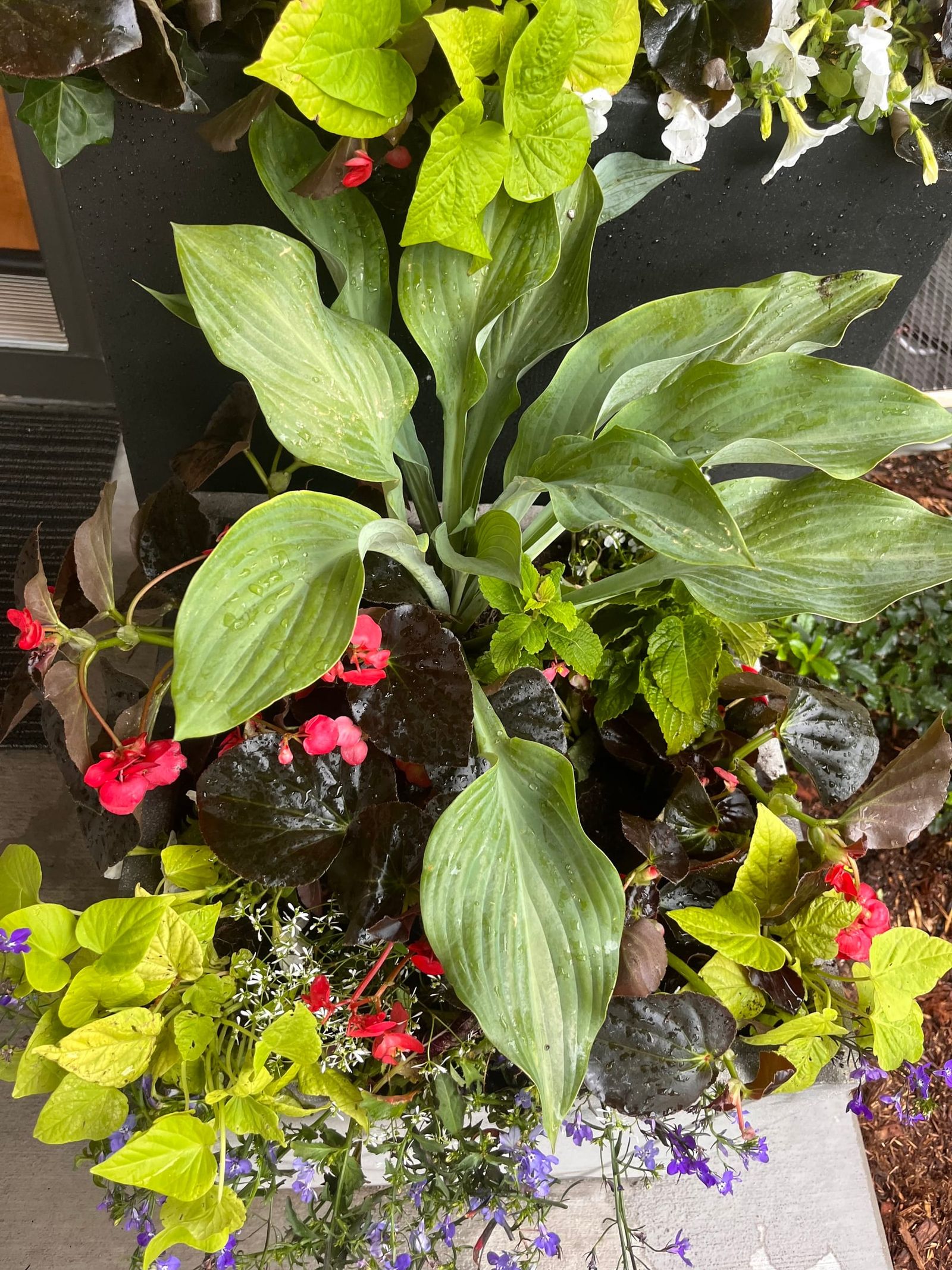 Close-up of an annual container with begonia, hosta and creeping jenny