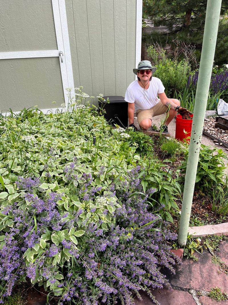 Crew member in a hat working in a catmint and perennial bed