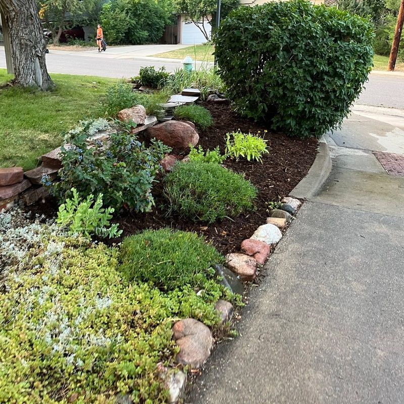 Curbside xeric bed with boulders and groundcovers