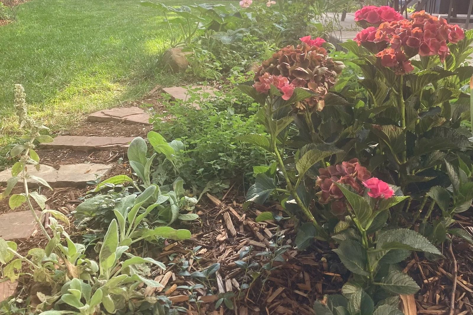 Red dianthus (sweet william) beside flagstone steps