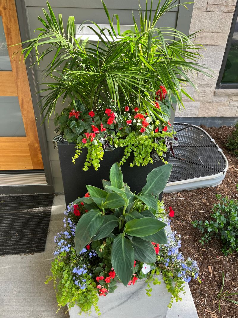 Front-entry containers with palms, canna and red annuals