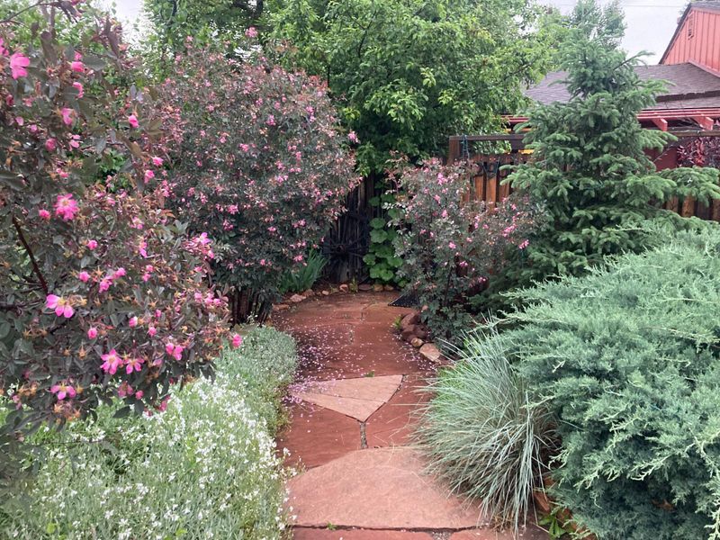Flagstone path winding through pink flowering shrubs and junipers