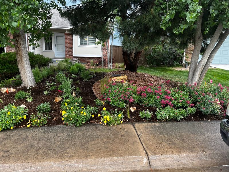 Wider view of the front yard with aspens, boulders and perennial beds beside the sidewalk