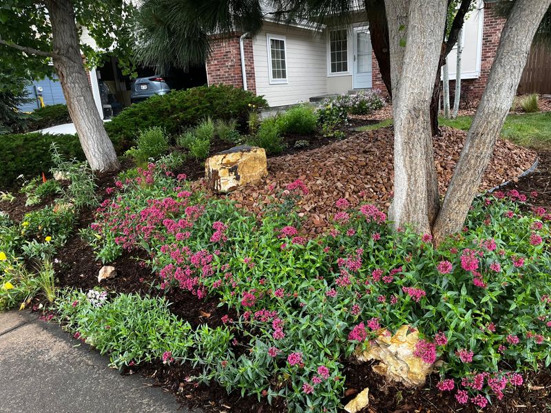 Front-yard bed under aspens and birch with pink perennials and boulders