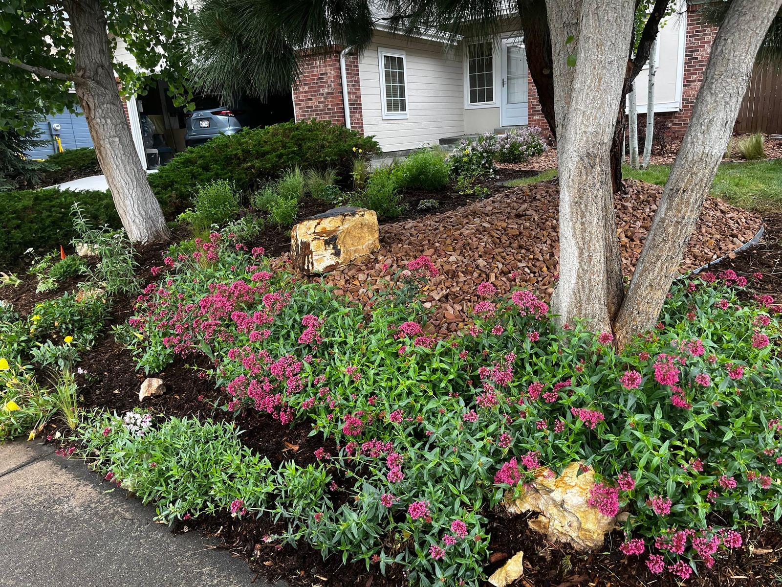 Front-yard bed under aspens and birch with pink perennials and boulders