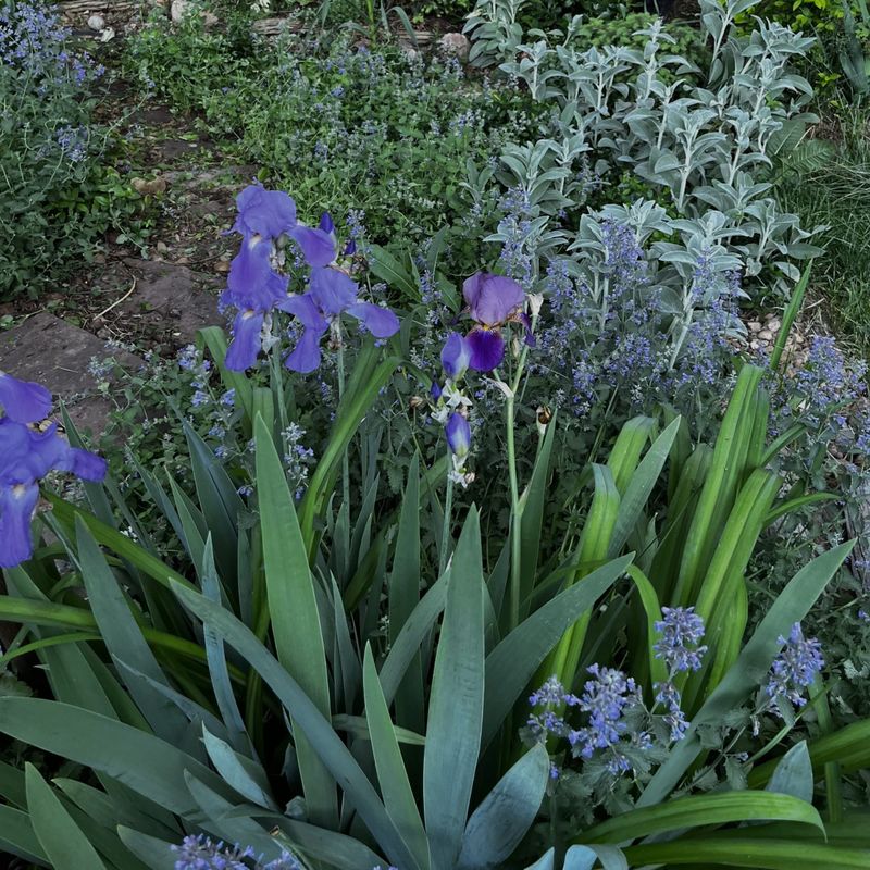 Bearded iris with catmint and lamb’s ear in bloom