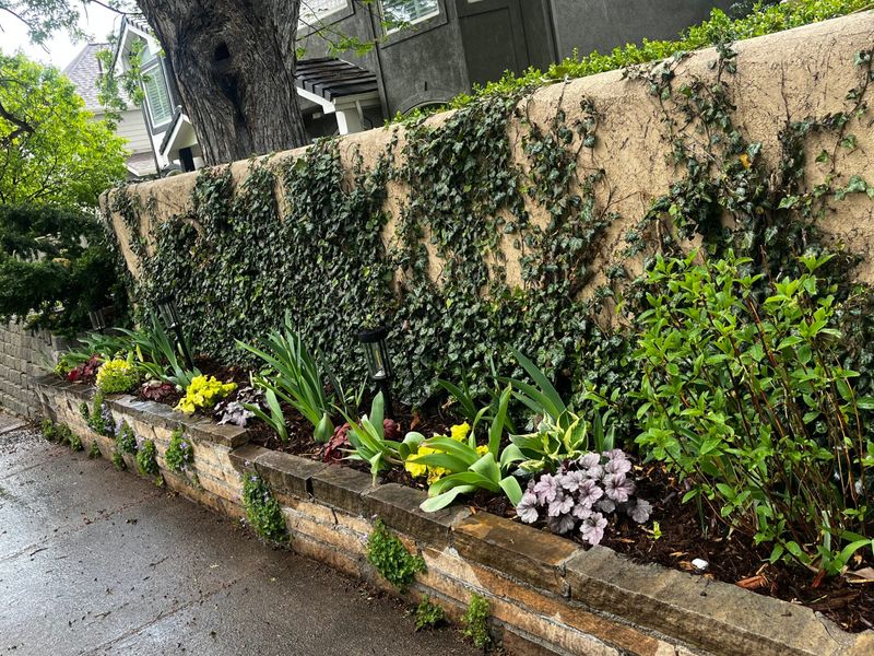 Stucco wall draped in ivy above a stone-edged raised bed