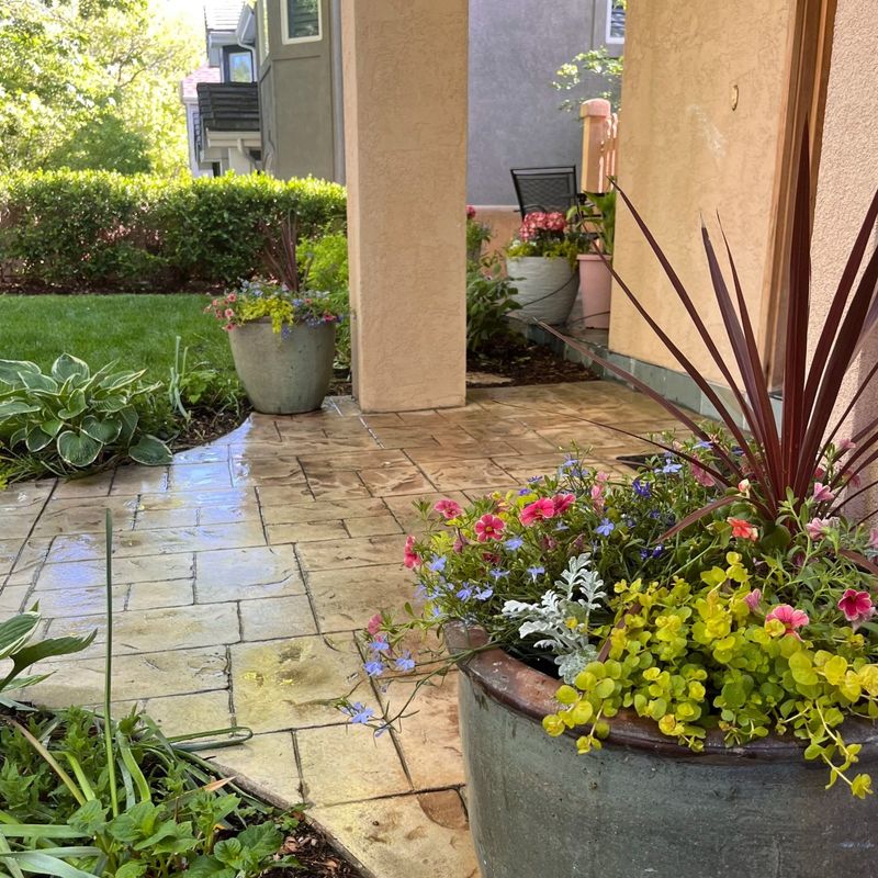 Stamped-concrete patio with a cordyline and annual container