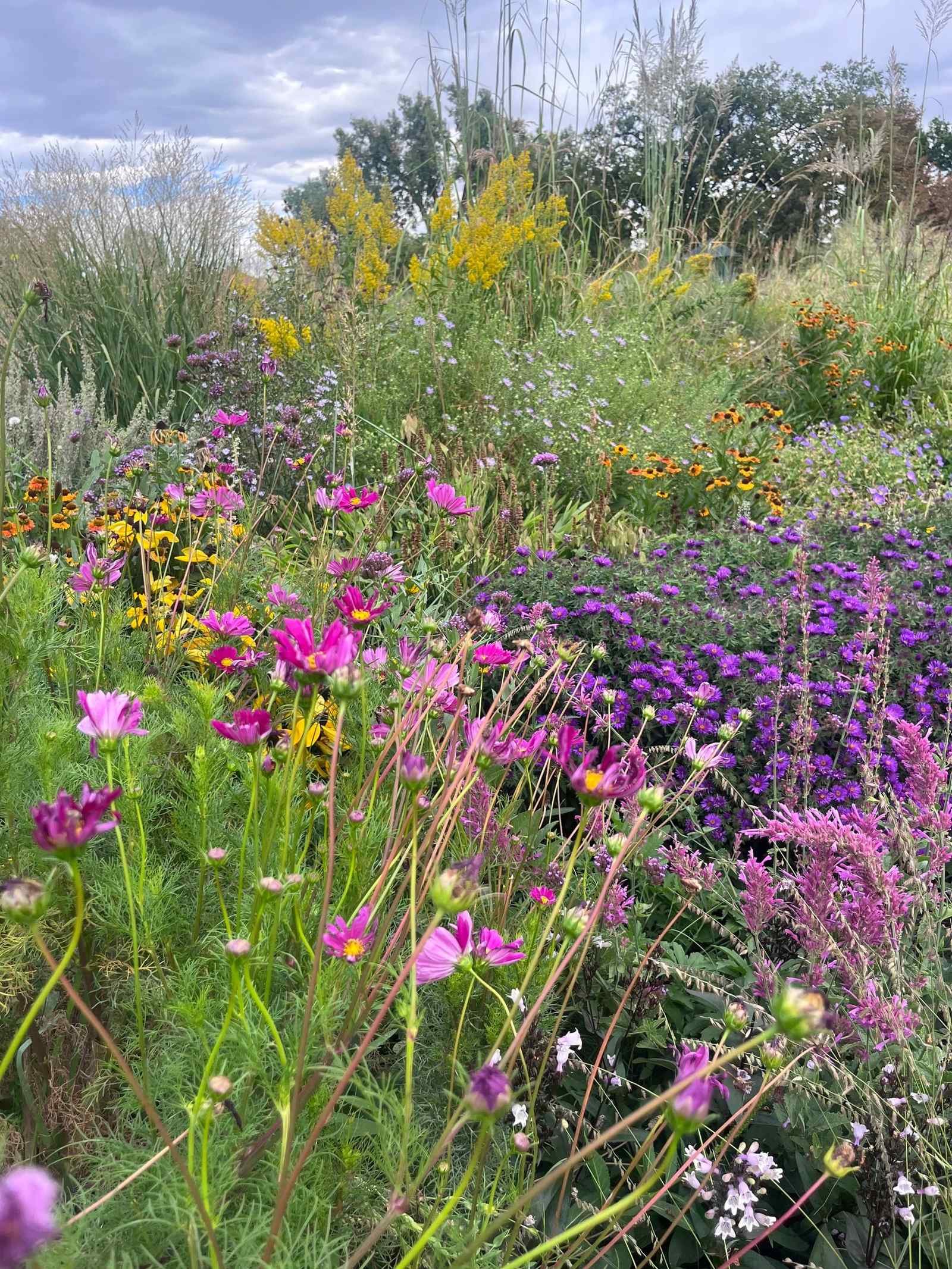 Pollinator meadow of cosmos, asters, goldenrod and ornamental grasses in full bloom