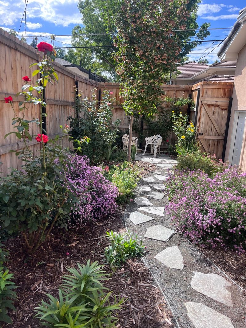 Side-yard flagstone stepping path lined with roses and catmint
