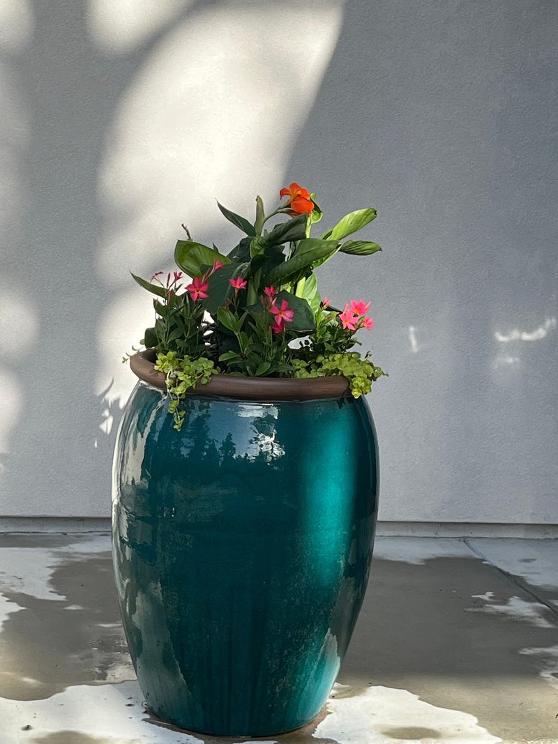 Teal glazed urn filled with red annuals against a white wall