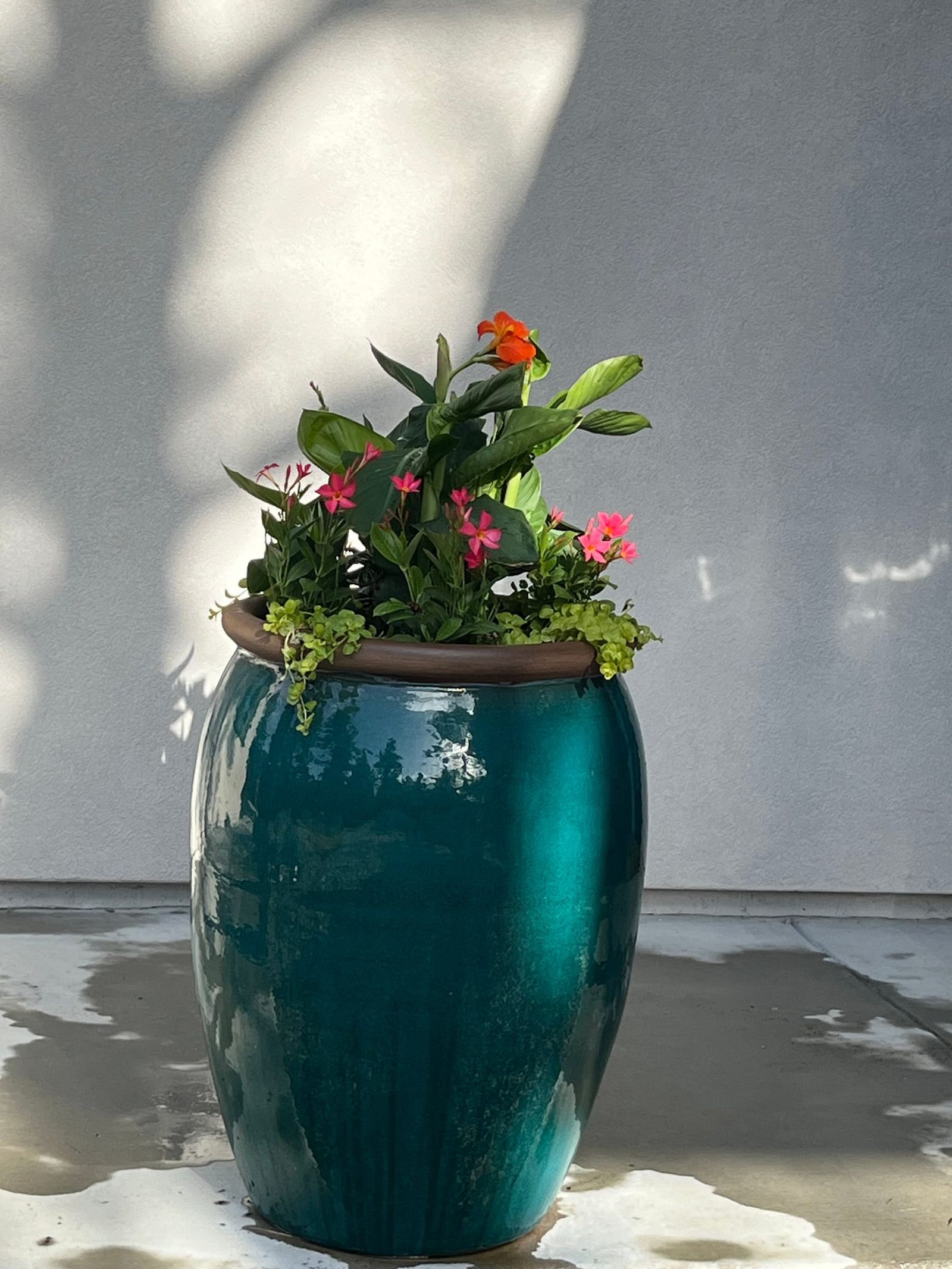 Teal glazed urn filled with red annuals against a white wall